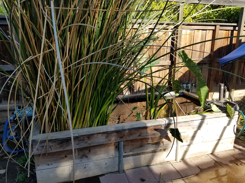 This reed is taking over and I don’t like it.
